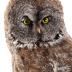 Great Gray Owl (mount)