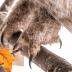 Great Gray Owl (mount)