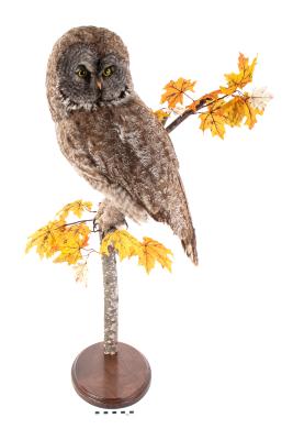 Great Gray Owl (mount)
