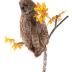 Great Gray Owl (mount)