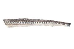 Russian Sturgeon (skin)
