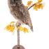Great Gray Owl (mount)