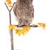Great Gray Owl (mount)