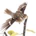 Rose-breasted Grosbeak (mount)