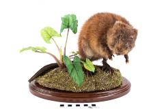 Muskrat (mount)