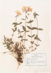 Wild Blue Phlox (pressed) 