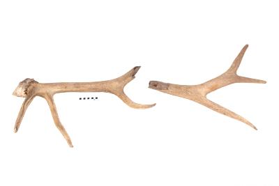 Elk (antler)