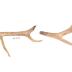 Elk (antler)