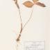Jack in the Pulpit (pressed) 