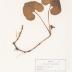 Wild Ginger (pressed) 