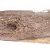 Elk (antler)