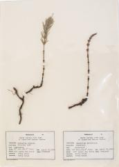 Scouring Rush (pressed)