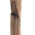 Elk (antler)
