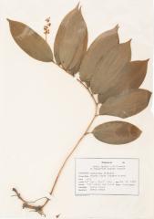 Starry False Solomen-seal (pressed)  