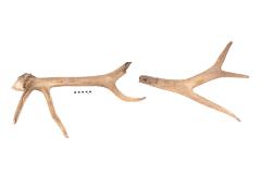 Elk (antler)