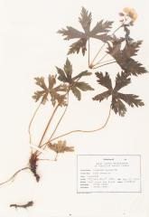 Wild Geranium (pressed) 