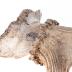 Elk (antler)