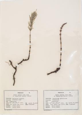 Scouring Rush (pressed)