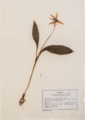 Yellow Trout Lily (pressed) 