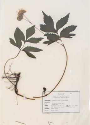 Virginia Waterleaf (pressed)