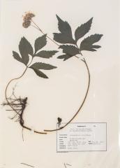 Virginia Waterleaf (pressed)