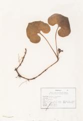 Wild Ginger (pressed) 