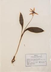 Yellow Trout Lily (pressed) 