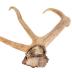 Elk (antler)