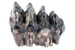 Mastodon Tooth, Upper Left Third Molar