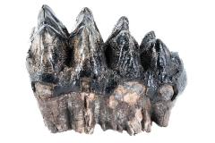 American Mastodon (molar)