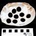Button Hole Mussel Shell