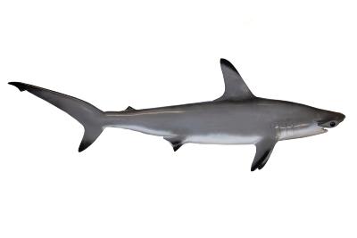 Smooth Hammerhead Shark (mount)
