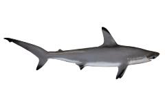 Smooth Hammerhead Shark (mount)