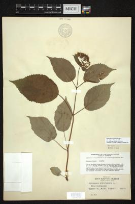 Wild Hydrangea