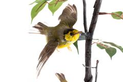 Hooded Warbler (mount)