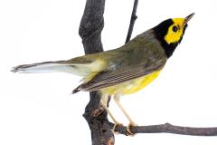 Hooded Warbler (mount)