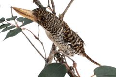 Banded Kingfisher (mount)
