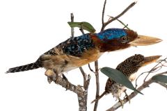 Banded Kingfisher (mount)