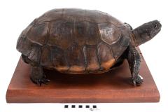 Gopher Tortoise (mount)