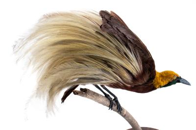 Lesser Bird of Paradise (mount)
