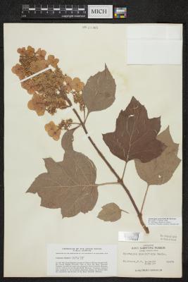 Oakleaf Hydrangea