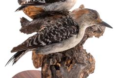 Red-bellied Woodpecker (mount)