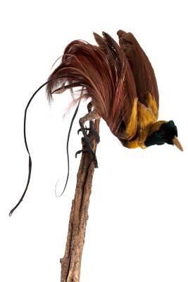 Red Bird of Paradise (mount)