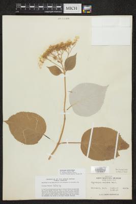 Silverleaf