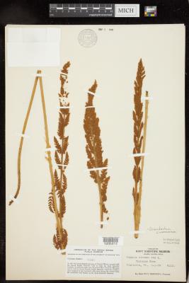 Cinnamon Fern