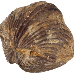 Platystrophia brachiopod