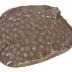 Stromatopora - Fossil Sponge