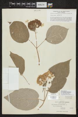 Wild Hydrangea