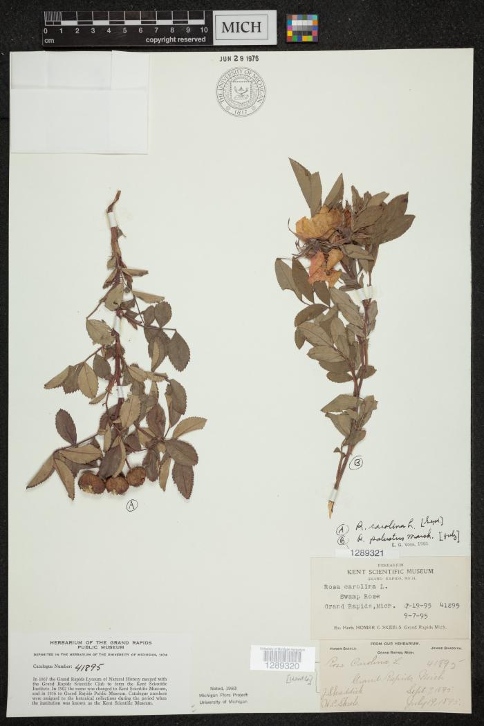 Pasture Rose A