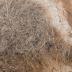 Woolly Mammoth (hair)
